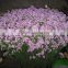 Fresh top sell myosotis frsesh flowers for garden