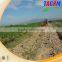 Strong structure and easy operated cassava harvester MSU1200 cassava harvester for sale