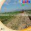 Good working performance tapioca harvesting machines MSU1200 yam harvesting machines/famring machines for harvesting tapioca