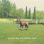 ride on animal horse