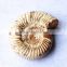 precious natural Ammonite fossil snail fossil for gift