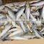 Frozen Fresh Sardine 120-140 PCS