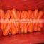 2015 New cropf of M L size fresh carrots hot supplying