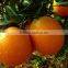 New Fresh Navel orange Price with Good Quality