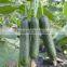 High Yield Mini Cucumber Hybrid Seeds For Cultivation-Europa No.1 F1