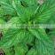 Big leaf sweet basil seeds for growing