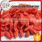 New Goode Quality Conventional Goji Berry Plant With Low Price