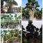 Ficus Microcarpa