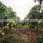 Mango tree seedling
