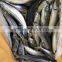 2016 landing sea frozen mackerel 300-500g