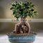 Artificial Bonsai Tree Topiary gingseng ficus bonsai tree