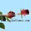 Supply roses flowers fresh cut white color rose flowers black magic rose with 0.8_1.2kg/bundle from yunnan