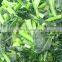Sinocharm New Season BRC A Approved Non-Worm Green Vegetable IQF Bok Choy