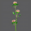 Acrylic Rose Flower for  Wife Girfriend Women Crystal Flower Collectible Home Table Decor for Holiday