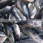 Frozen Skipjack Tuna Whole Round, skipjack tuna 1.8kgs up