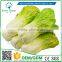 Greenflower 2016 Оптовая продажа искусственных ПУ-капуст из Китая, сделанных вручную для декорации
