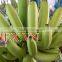 Grade A456 FRESH CAVENDISH BANANA +84963818434 whatsapp