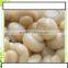 CANNED MUSHROOMS WITH TOP QUALITY AND TASTE