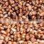Oil Seeds - Castor
