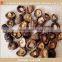 Golden oak mushroom lentinus edodes shiitake mushroom price