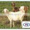 galvanized welded wire mesh used livestock panels