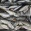 Frozen Fresh W/R Horse Mackerel Hot Sale Fish