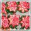 2017 new type Artificial lotus flower real touch decorative artificial lotus flower for sale