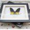 Butterfly Specimen with Wooden Frame wholesale 10 inch