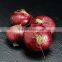 Fresh Onions China Onion Yellow/Red Onion