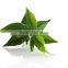 Certified Organic Green Tea For Live Fit Forever