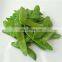 Sinocharm Top Quality Sweet Crisp Organic Frozen Snow Peas Non Worm IQF Whole Peapod