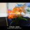 Hot sell ultra clear glass aquarium tank for sale Wholesale