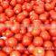 fresh tomato exporters in india/red tomato supplier