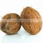 Indian Brown Natural Semi Husked Coconut