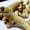 American Ginseng Extract
