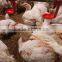 Automatic nipple drinking system for chicken