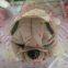 Christmas Stuffed Animals Cartoon Animal Yellow