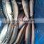 300-600G per pc Frozen Pacific Mackerel Fish From Ocean