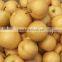 exporter of fresh fengshui pear from china