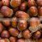 raw Almond Nuts