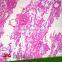 Sales Promotion Medical Prepared Microscope Slide for School