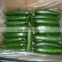 2016 Fresh Cucumbers / Wholesale Fresh cucumber / Bulk green youth cucumber