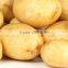 Fresh Holland Potato