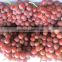 2015 good quality and low price Chinese grape for sale