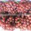 Chinese Globe Fresh Grape For Sale