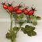 New crop dried rosehip fine teabag cut