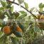 Persimmon Tree Seedling