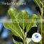 YERBA MATE