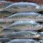 Whole sale frozen indian mackerel marine fish