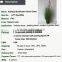 High quality Sunflowers Cheap 2017 Factory Artificial Onion Grass